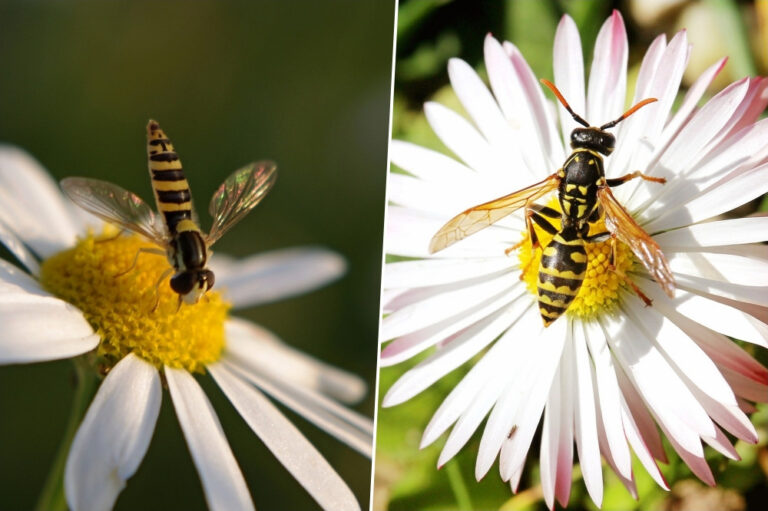 The Garden’s Secret Superheroes Discover the Benefits of Hover Flies Garden Guide