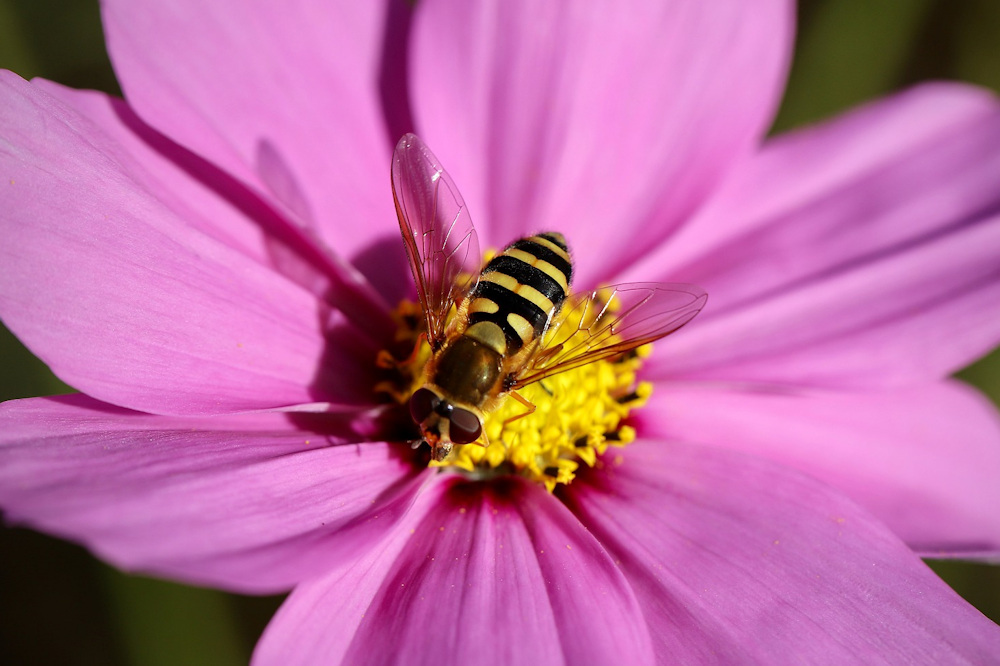 The Garden’s Secret Superheroes: Discover the Benefits of Hover Flies ...