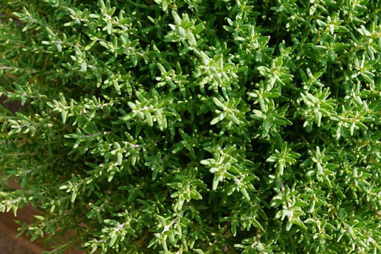 Homemade Thyme Cough Syrup Nature’s Soothing Remedy Garden Guide