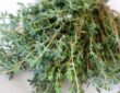 Homemade Thyme Cough Syrup