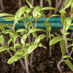 Cultivate Your Own Tomato Paradise