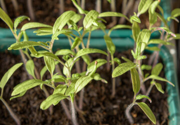 Cultivate Your Own Tomato Paradise