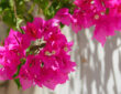 Bougainvillea Magic