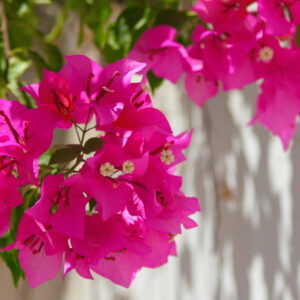 Bougainvillea Magic
