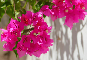 Bougainvillea Magic
