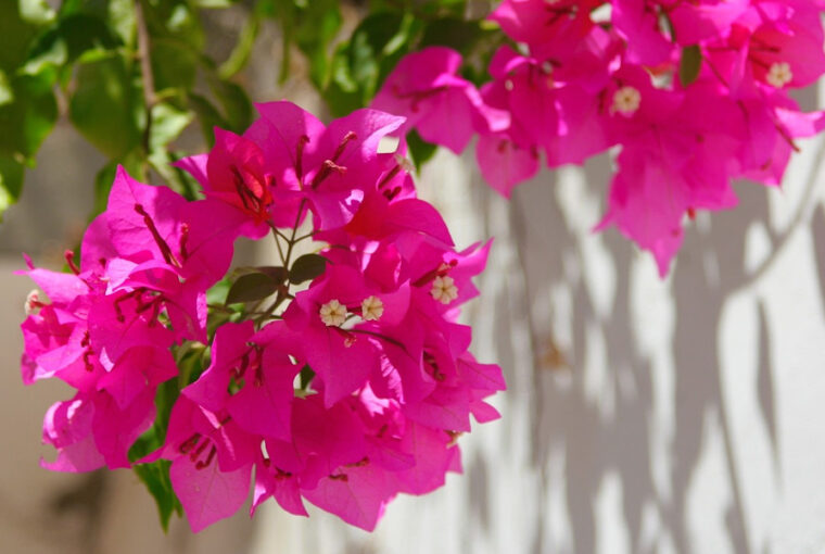 Bougainvillea Magic