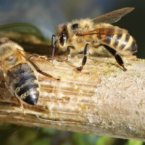 How to Quench Bees' Thirst on Scorching Summer Days