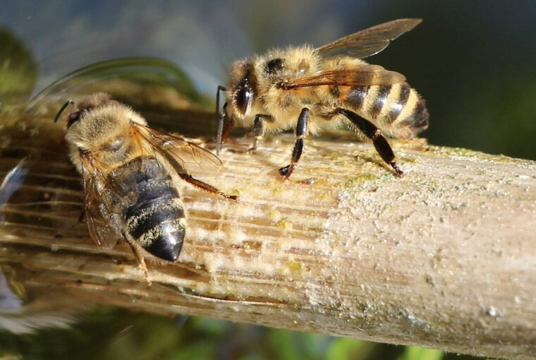 How to Quench Bees' Thirst on Scorching Summer Days