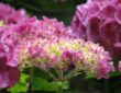 A Guide to Propagating Hydrangea
