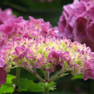 A Guide to Propagating Hydrangea