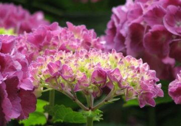 A Guide to Propagating Hydrangea