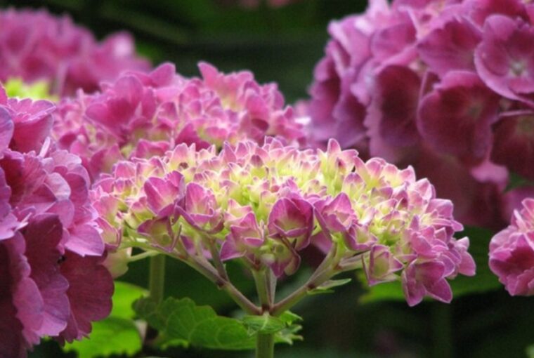 A Guide to Propagating Hydrangea