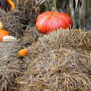 Enrich Your Garden Soil with Straw