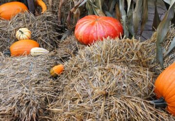 Enrich Your Garden Soil with Straw