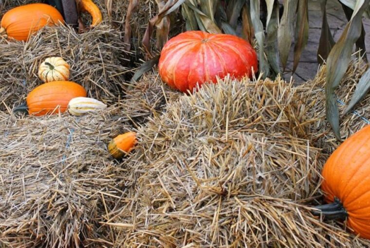 Enrich Your Garden Soil with Straw