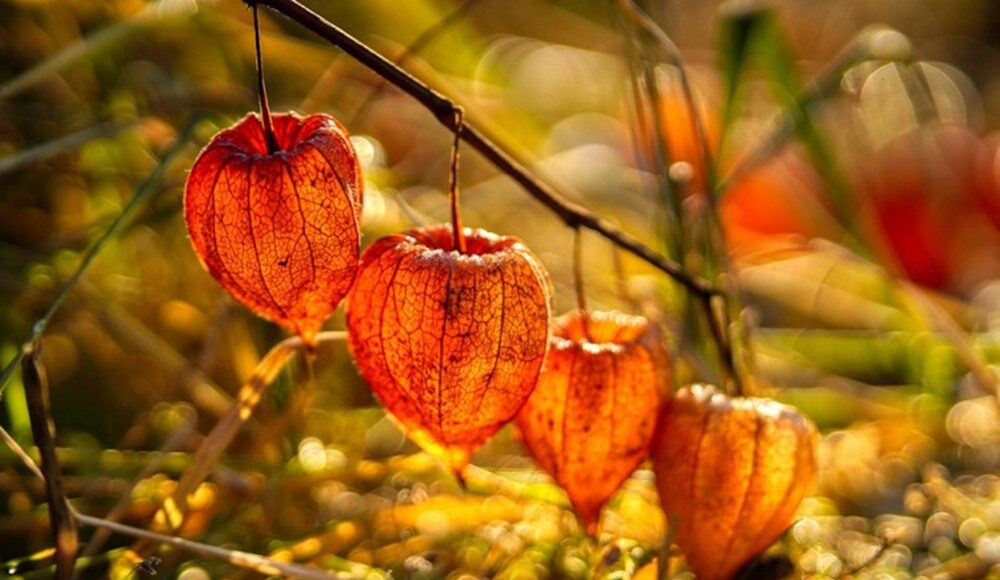 A November To-Do List