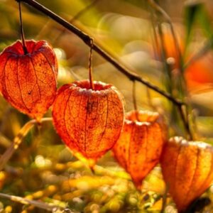 A November To-Do List