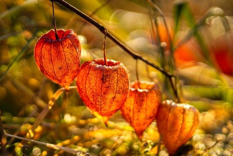 A November To-Do List