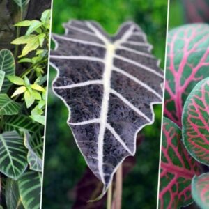 Indoor Plants with Leafy Elegance
