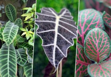 Indoor Plants with Leafy Elegance