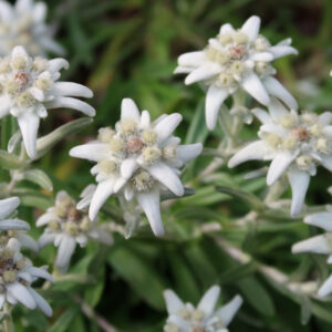 Edelweiss: A Beauty for Your Rock Garden