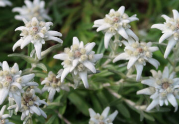 Edelweiss: A Beauty for Your Rock Garden