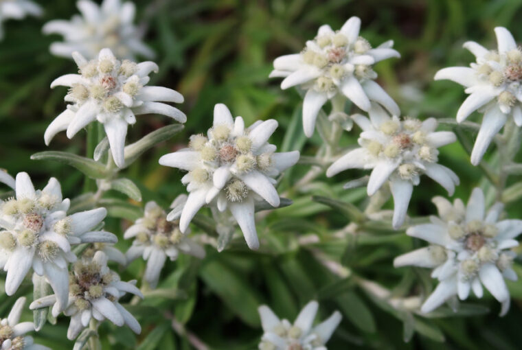Edelweiss: A Beauty for Your Rock Garden