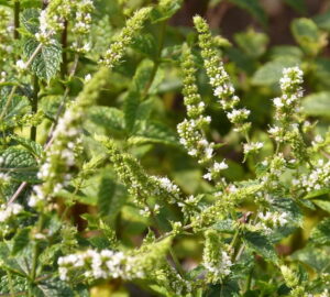 Is Mint Really Unkillable?