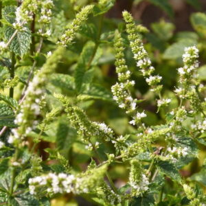 Is Mint Really Unkillable?