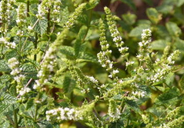 Is Mint Really Unkillable?