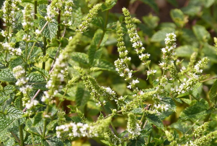 Is Mint Really Unkillable?