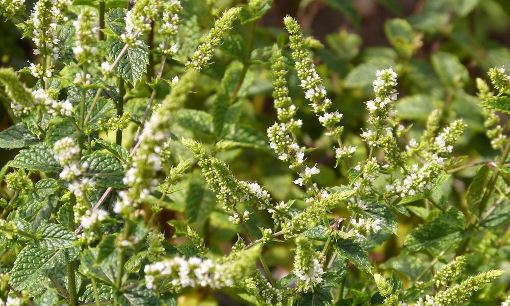 Is Mint Really Unkillable?