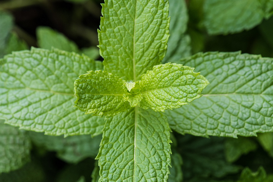 Is Mint Really Unkillable?