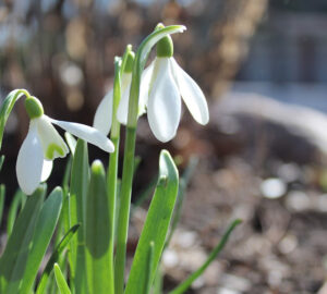 January Tips to Blossom Into Spring