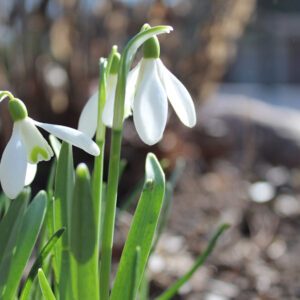 January Tips to Blossom Into Spring