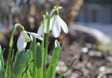 January Tips to Blossom Into Spring