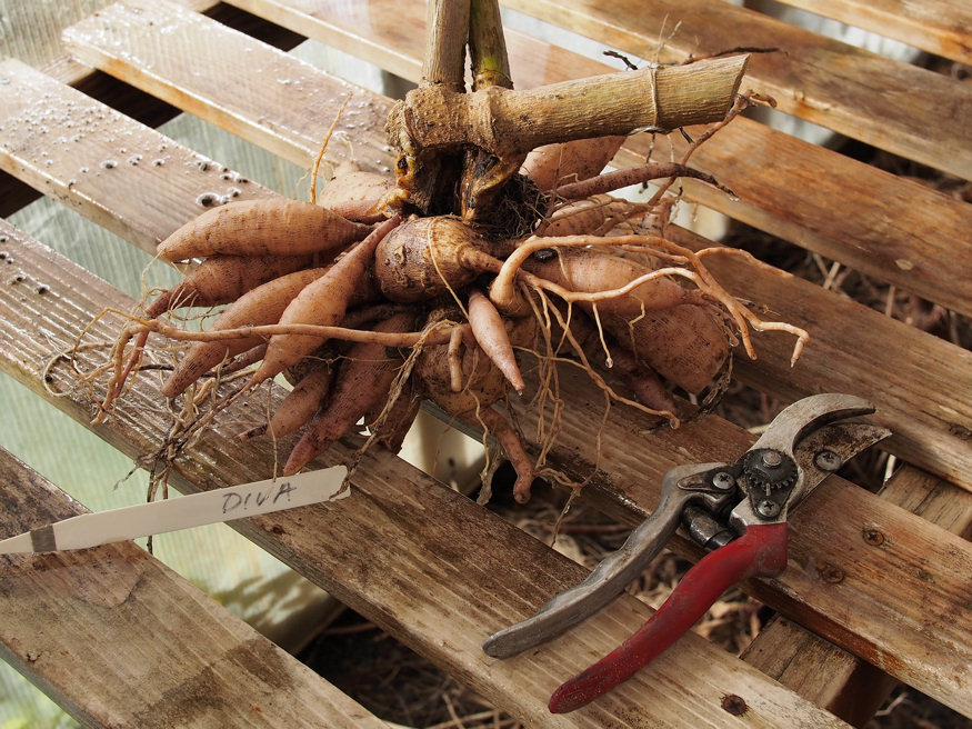 January Joys: 10 Garden Tips to Blossom Into Spring