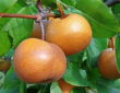 Japanese Pear: A Fresh Addition to Your Garden and Kitchen