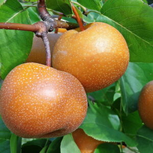 Japanese Pear: A Fresh Addition to Your Garden and Kitchen