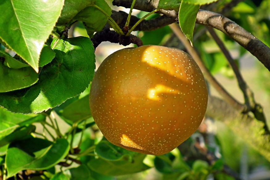 Japanese Pear: A Fresh Addition to Your Garden and Kitchen