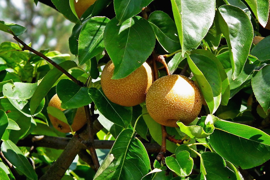 Japanese Pear: A Fresh Addition to Your Garden and Kitchen