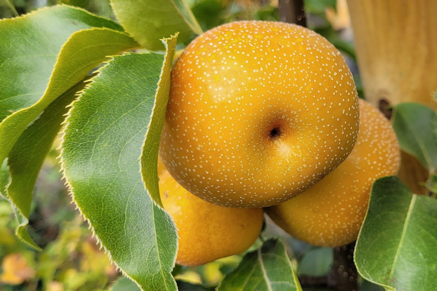 Japanese Pear: A Fresh Addition to Your Garden and Kitchen