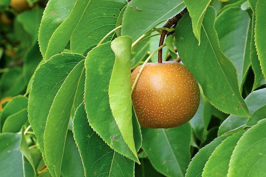 Japanese Pear: A Fresh Addition to Your Garden and Kitchen