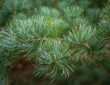Japanese White Pine