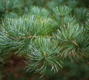 Japanese White Pine