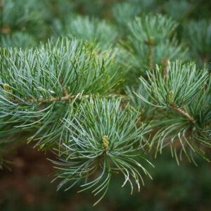 Japanese White Pine