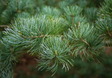 Japanese White Pine