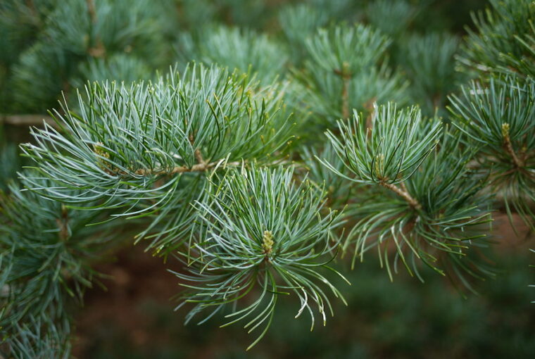 Japanese White Pine