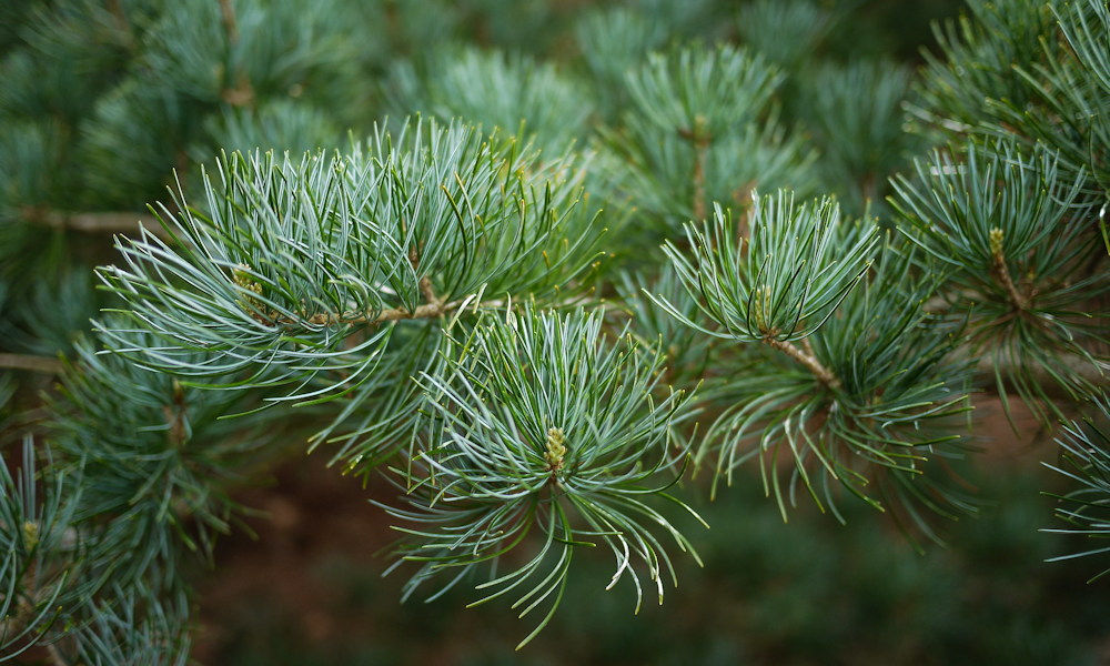 Japanese White Pine