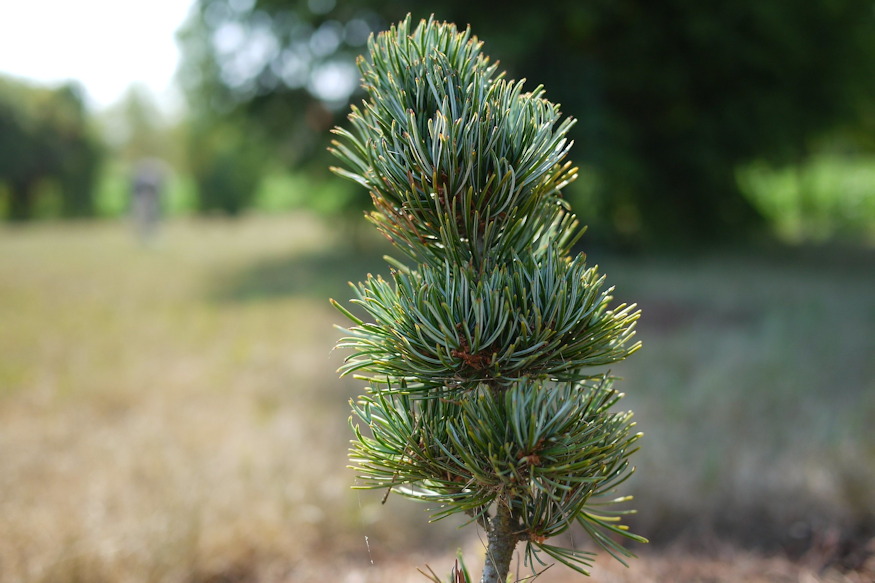 Japanese White Pine